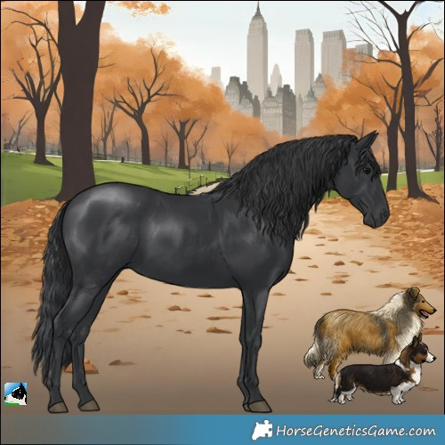 Horse Color:Black Rabicano