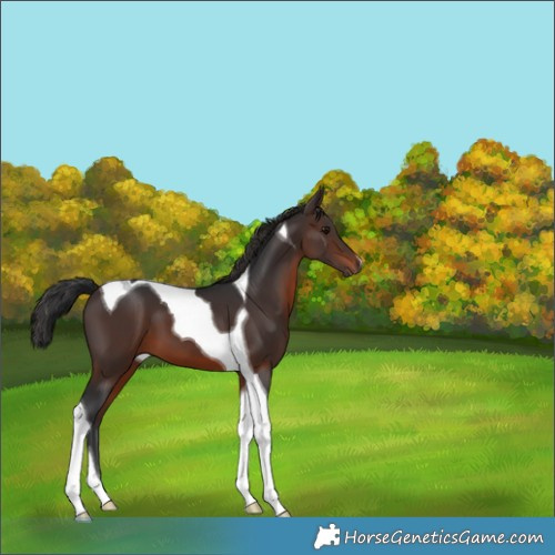 Horse Color:Brown Tobiano 