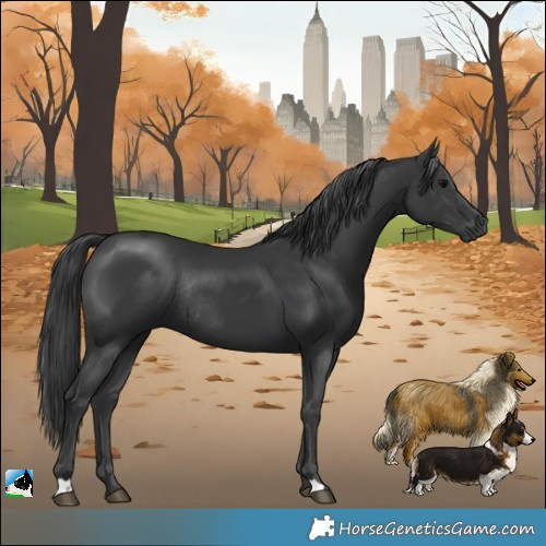 Horse Color:Black Rabicano