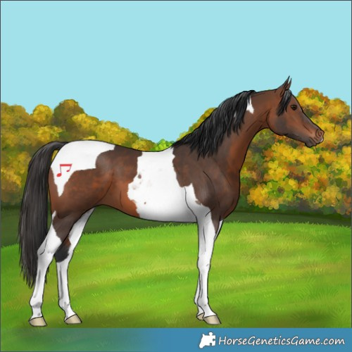 Horse Color:Brown Tobiano 