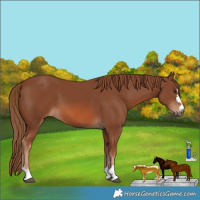 Horse Color:Chestnut 