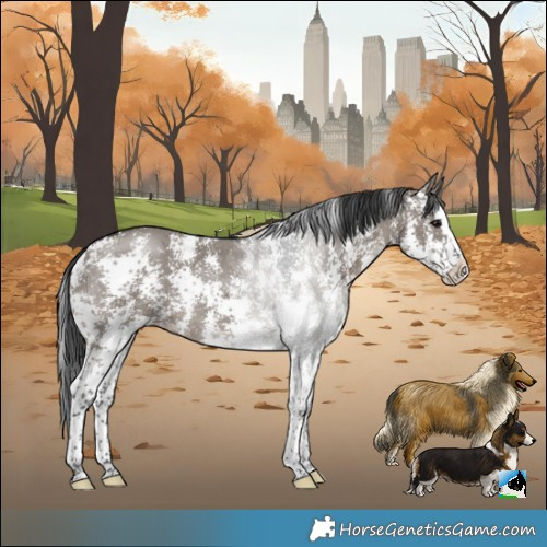 Horse Color:Grullo Sabino Splash Rabicano 