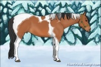 Horse Color:Bay Tobiano 