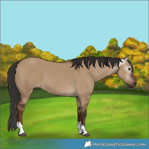 Horse Color:Gray Liver Red Dun Tobiano