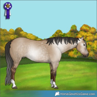 Horse Color:Gray Liver Red Dun Tobiano 