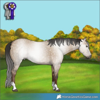 Horse Color:Gray Liver Red Dun Tobiano