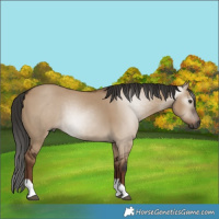 Horse Color:Gray Liver Red Dun Tobiano 