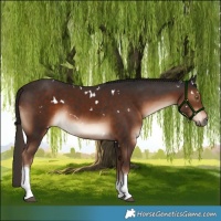 Horse Color:White Spotted Liver Chestnut Tobiano 