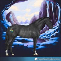 Horse Color:Black Rabicano
