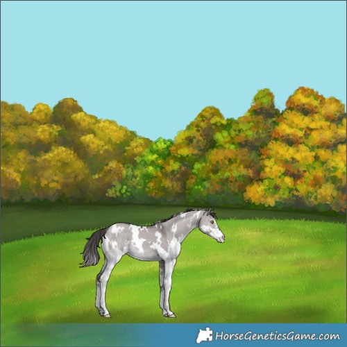 Horse Color:Platinum White Spotted Liver Red Dun Sabino 