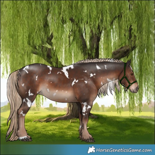 Horse Color:White Spotted Liver Chestnut 