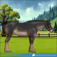 Horse Color:White Spotted Liver Chestnut Rabicano