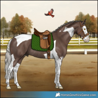 Horse Color:Silver Black Splash Tobiano Rabicano