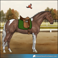 Horse Color:Silver Black Tobiano Rabicano 