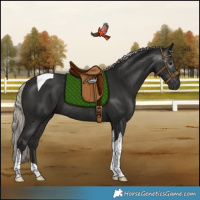 Horse Color:Gray Silver Black Tobiano Rabicano 