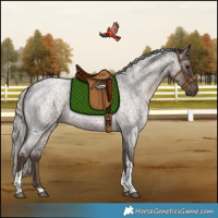 Horse Color:Silver Blue Roan Tobiano Rabicano