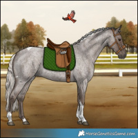 Horse Color:Silver Blue Roan Tobiano Rabicano