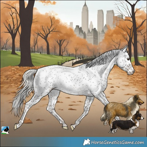 Horse Color:Liver Chestnut Mushroom Sabino Rabicano 