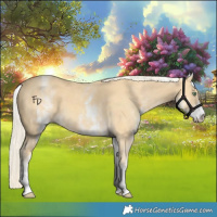 Horse Color:White Spotted Gold Cream Champagne 