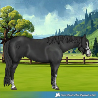 Horse Color:Black and Black
