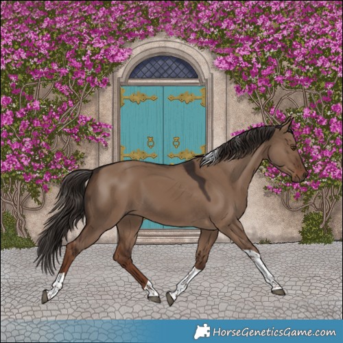 Horse Color:Liver Red Dun Tobiano