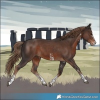 Horse Color:Liver Chestnut Sabino Rabicano 
