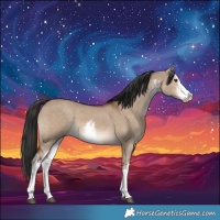 Horse Color:White Spotted Liver Red Dun 