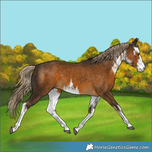 Horse Color:White Spotted Chocolate Palomino