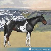 Horse Color:Liver Chestnut Tobiano 