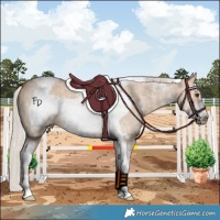 Horse Color:Silver Bay Dun Sabino Tobiano Frame Rabicano 