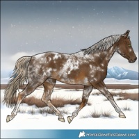 Horse Color:White Spotted Chocolate Palomino Tobiano