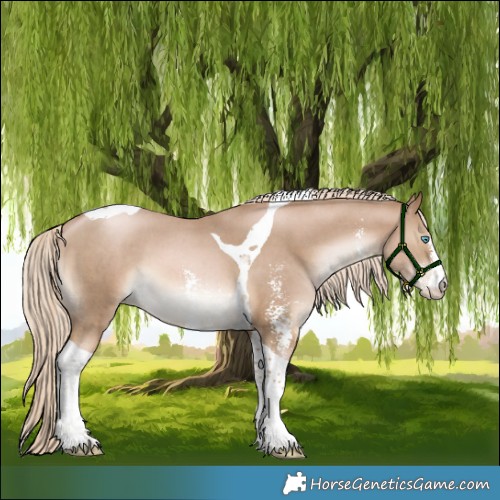 Horse Color:Chocolate Palomino Pearl Sabino Tobiano