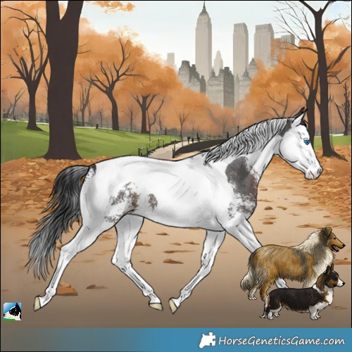 Horse Color:Brown Sabino Splash Tobiano