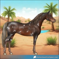 Horse Color:White Spotted Liver Chestnut