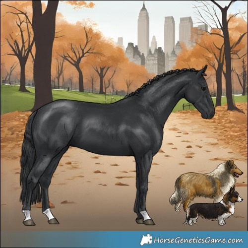 Horse Color:Black 