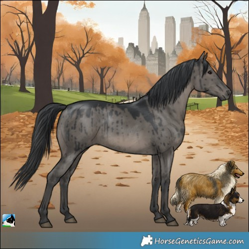 Horse Color:White Spotted Grullo Rabicano Brindle 
