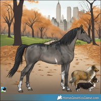 Horse Color:Grullo Tobiano Rabicano