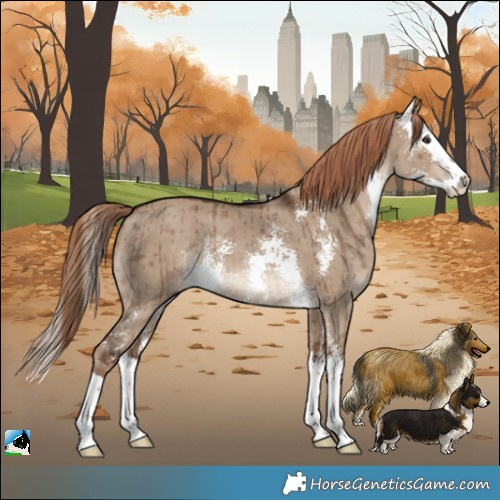 Horse Color:Liver Red Dun Sabino Splash Rabicano Brindle 