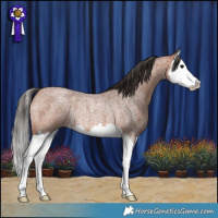 Horse Color:Bay Roan Splash Rabicano 