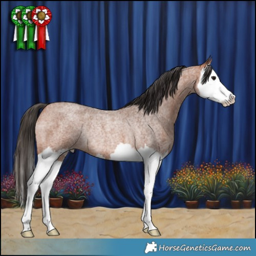 Horse Color:Bay Roan Splash Rabicano 