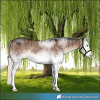 Horse Color:White Spotted Liver Red Dun Mushroom Rabicano Brindle 