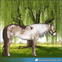 Horse Color:White Spotted Liver Red Dun Brindle 