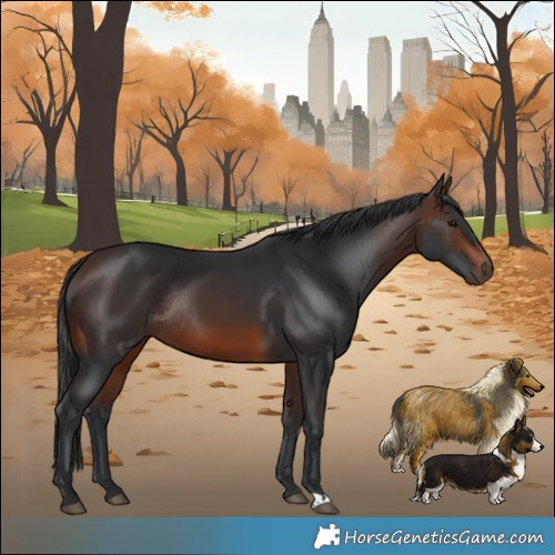 Horse Color:Brown Rabicano