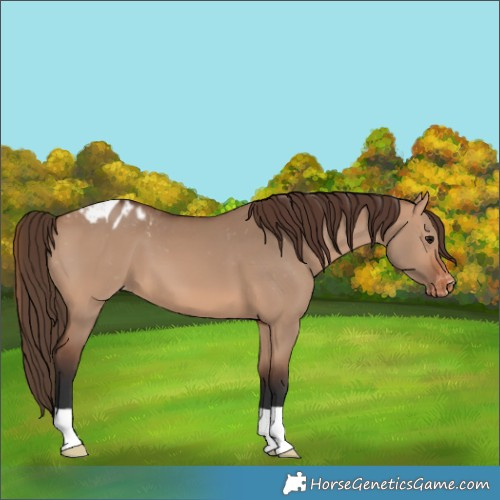 Horse Color:Bay Dun Varnish 