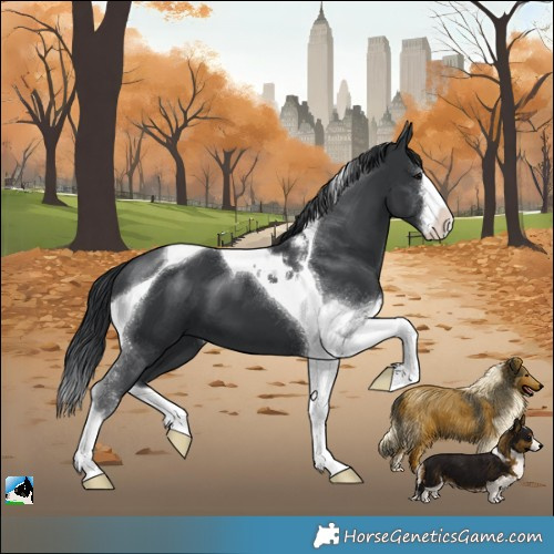 Horse Color:White Spotted Black Tobiano
