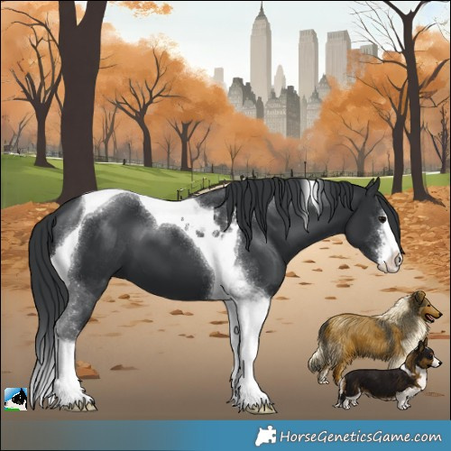 Horse Color:White Spotted Black Tobiano