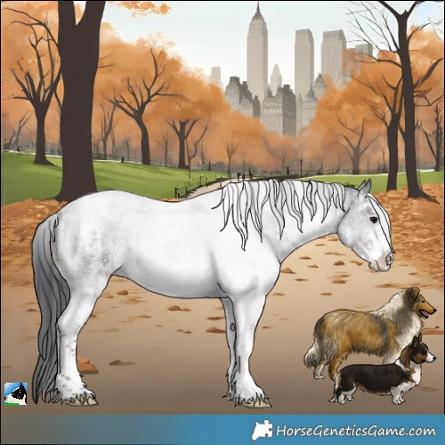 Horse Color:White Spotted Black Tobiano 