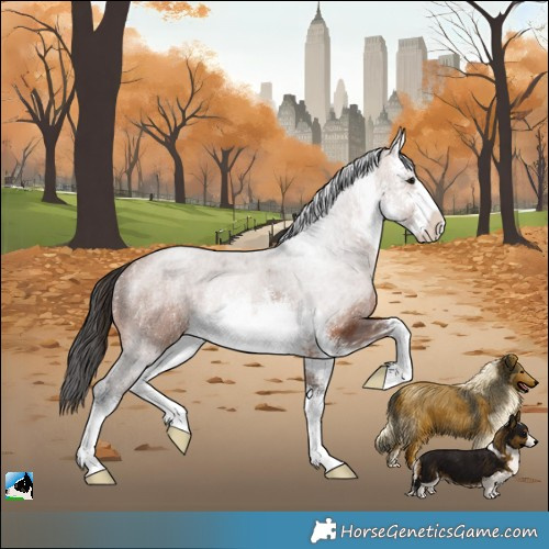 Horse Color:White Spotted Bay Rabicano