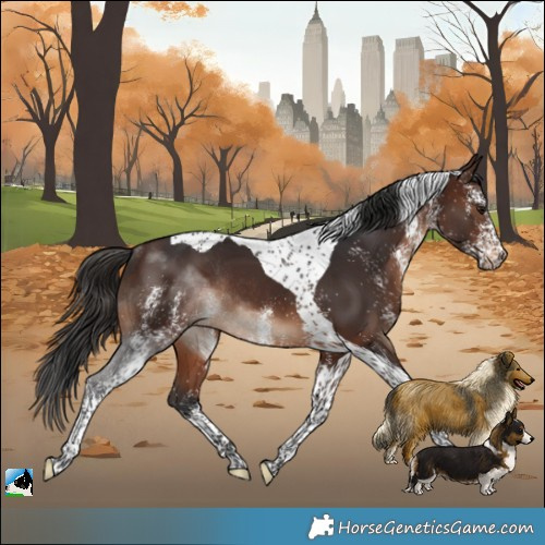 Horse Color:White Spotted Brown Tobiano Rabicano