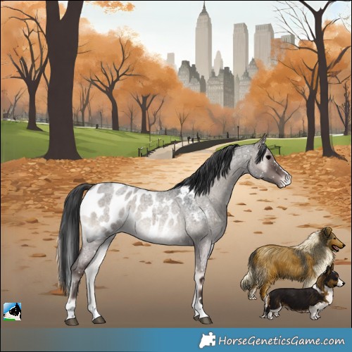 Horse Color:Grullo Roan Onyx Appaloosa 